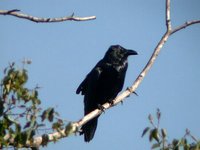 Common Raven - Corvus corax