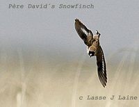 Pčre David's Snowfinch - Montifringilla davidiana
