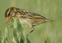 Bengal Weaver - Ploceus benghalensis