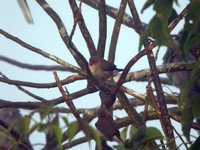 Orange-cheeked Waxbill - Estrilda melpoda