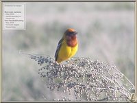 Red-headed Bunting - Emberiza bruniceps