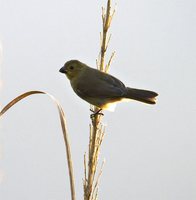 Variable Seedeater - Sporophila corvina