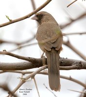 Abert's Towhee - Pipilo aberti