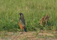 Chestnut-bellied Starling ?? Jean-Marc Rabby