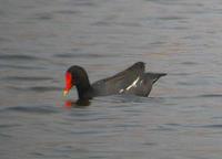 Common Moorhen