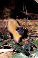 Yellow Throated Marten