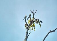Long-tailed Silky-flycatcher  