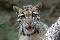 Cloud Leopard
