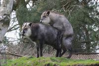 Japanese Serow (Nemorhaedus crispus)