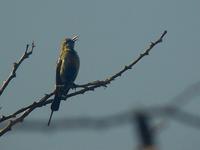 Beautiful Sunbird (Smyckesolfågel) - Nectarinia pulchella