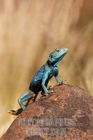 Agama lizard . Keetmanshoop . Namibia stock photo