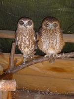 Kuckuckskauz (Ninox novaeseelandiae)