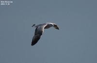 Mongolian Gull 2nd winter(한국재갈매기 2년생)