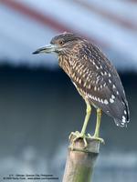 Black-crowned Night-Heron (Immature)