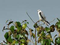 Black-shouldered Kite (Elanus caeruleus)