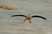 개리(Anser cygnoides)  (Swan Goose)