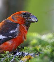 Two-barred Crossbill (Loxia leucoptera)