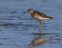 Wood Sandpiper (Tringa glareola)