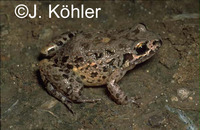 : Adenomera diptyx