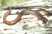 : Batrachoseps major; Garden Slender Salamander