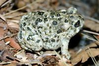 : Bufo californicus; Arroyo Toad