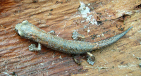 : Bolitoglossa hartwegi