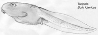 : Bufo ictericus; Yellow Cururu Toad