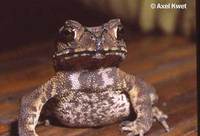 : Bufo melanostictus; Southeast Asian Toad