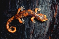 : Ensatina eschscholtzii platensis