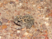 : Proceratophrys cururu