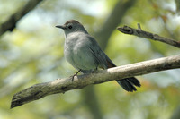 : Dumetella carolinensis; Gray Catbird