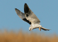 : Elanus leucurus; White-tailed Kite