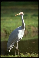 : Grus rubicunda; Australian Crane, Brolga