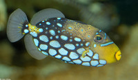 : Balistoides conspicillum; Clown Triggerfish