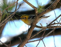 : Peucedramus taeniatus; Olive Warbler