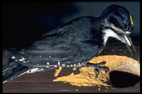 : Picoides arcticus; Black-backed Woodpecker