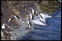 : Pygoscelis papua; Gentoo Penguin