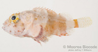 : Scorpaenodes corallinus