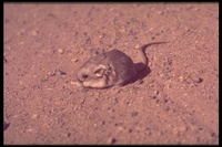 : Microdipodops pallidus; Pale Kangaroo Mouse