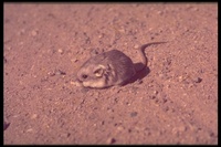 : Microdipodops pallidus; Pale Kangaroo Mouse