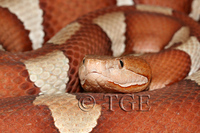 : Agkistrodon contortrix pictigaster; Trans-pecos Copperhead