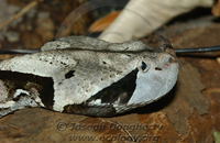 : Bitis gabonica ssp. rhinoceros; West African Gaboon Viper