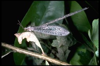 : Brachynemurus sp.; Common Antlion