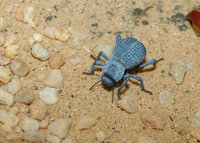 : Family tenebrionidae; Darkling Beetle