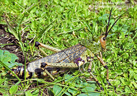 : Phymateus sp.; Milkweed Locust