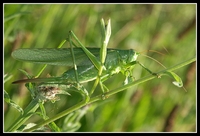 : Tettigonia viridissima