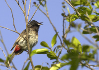 Pycnonotus cafer  Red-vented Bulbul photo