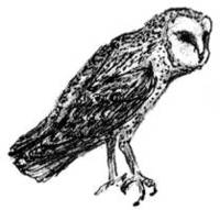 BARN OWL, LULU (Tyto alba)
