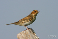 Little Bunting 小鵐