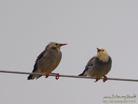 은빛(비단)찌르레기(Red-Billed)Silky Starling;